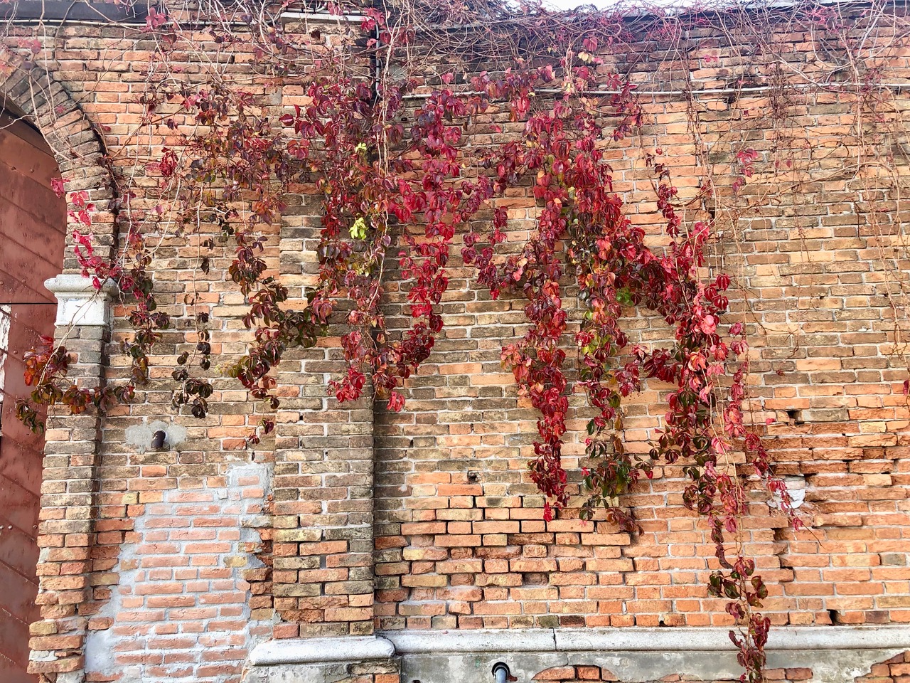 wilde wingerd santa stefano venice