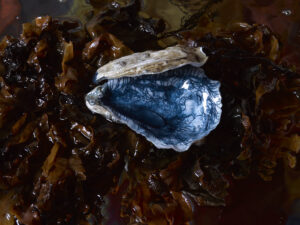 Pulse to Pulse (closed)