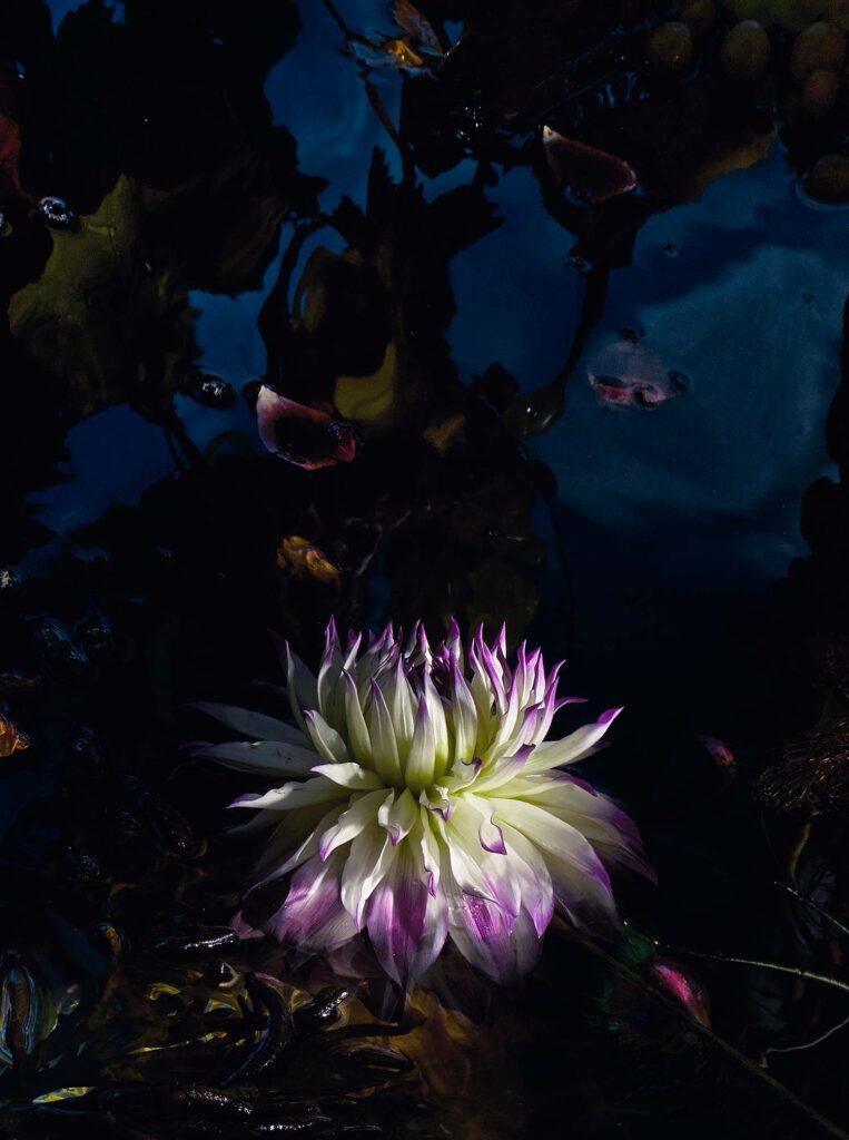 No Mud, No Lotus, 2015 (Sold out)